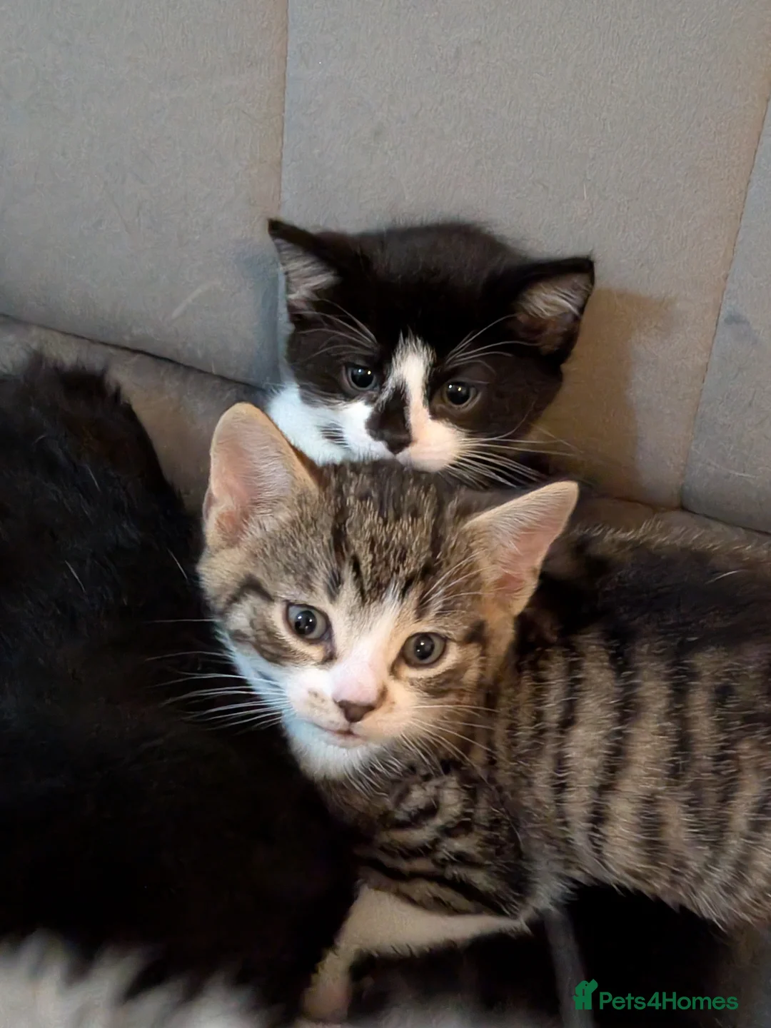 British Shorthair cats for sale: Two Tiny Best Friends Seeking a Forever Home! - Advert 2