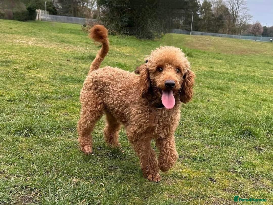 Goldendoodle dogs for sale: Beautiful F1B Goldendoodle Puppies DNA tested - Image 6