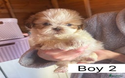 Shih Tzu dogs for sale: Four shih tzu boy puppy’s for sale. - Image 8