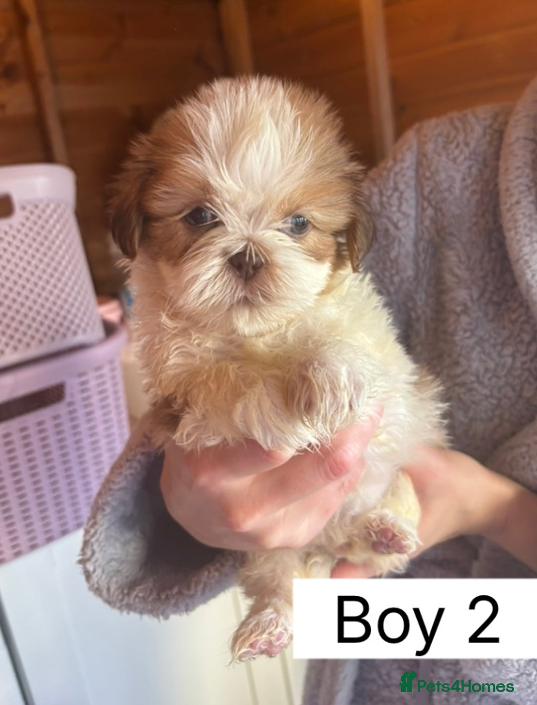 Shih Tzu dogs for sale: Four shih tzu boy puppy’s for sale. - Image 8