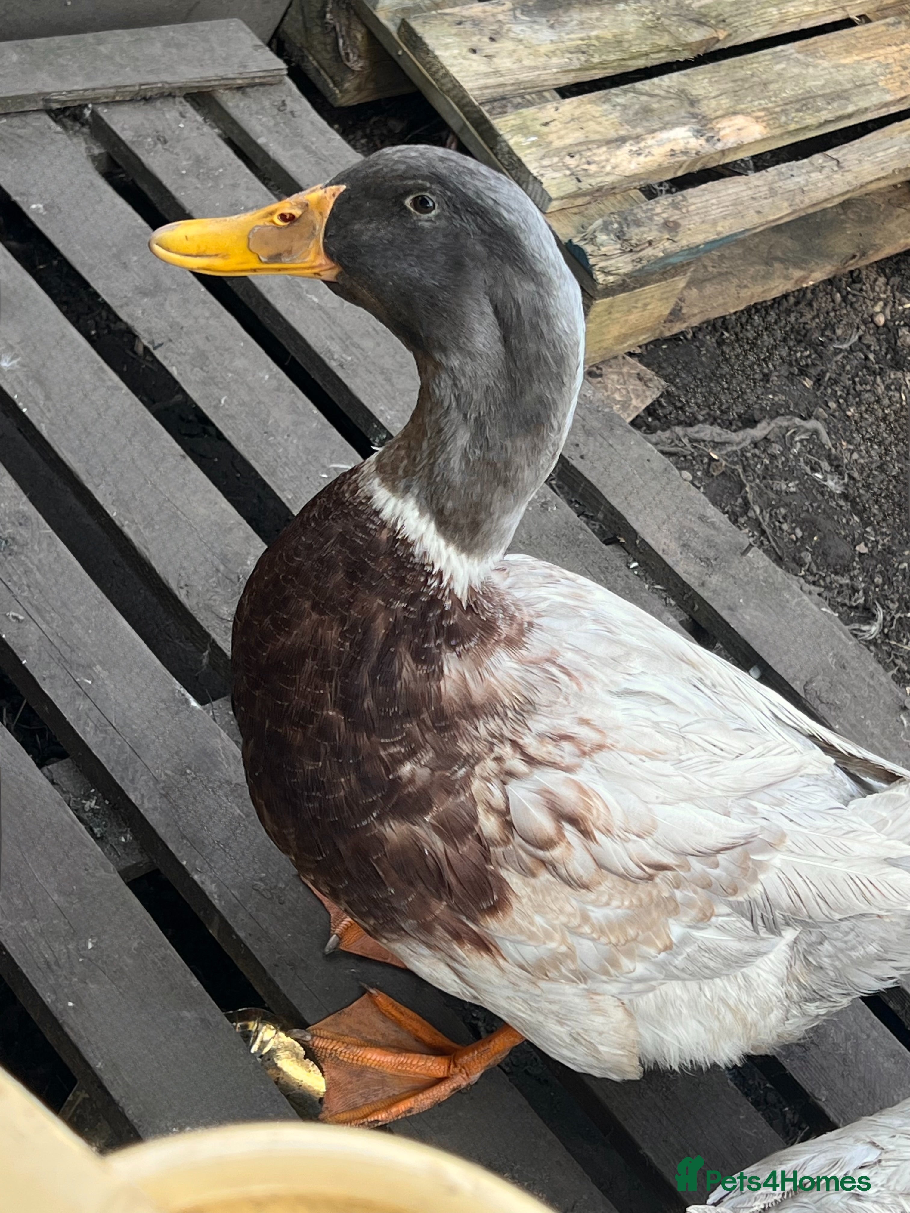Ducks poultry Saxony male needs new home  - Advert 1