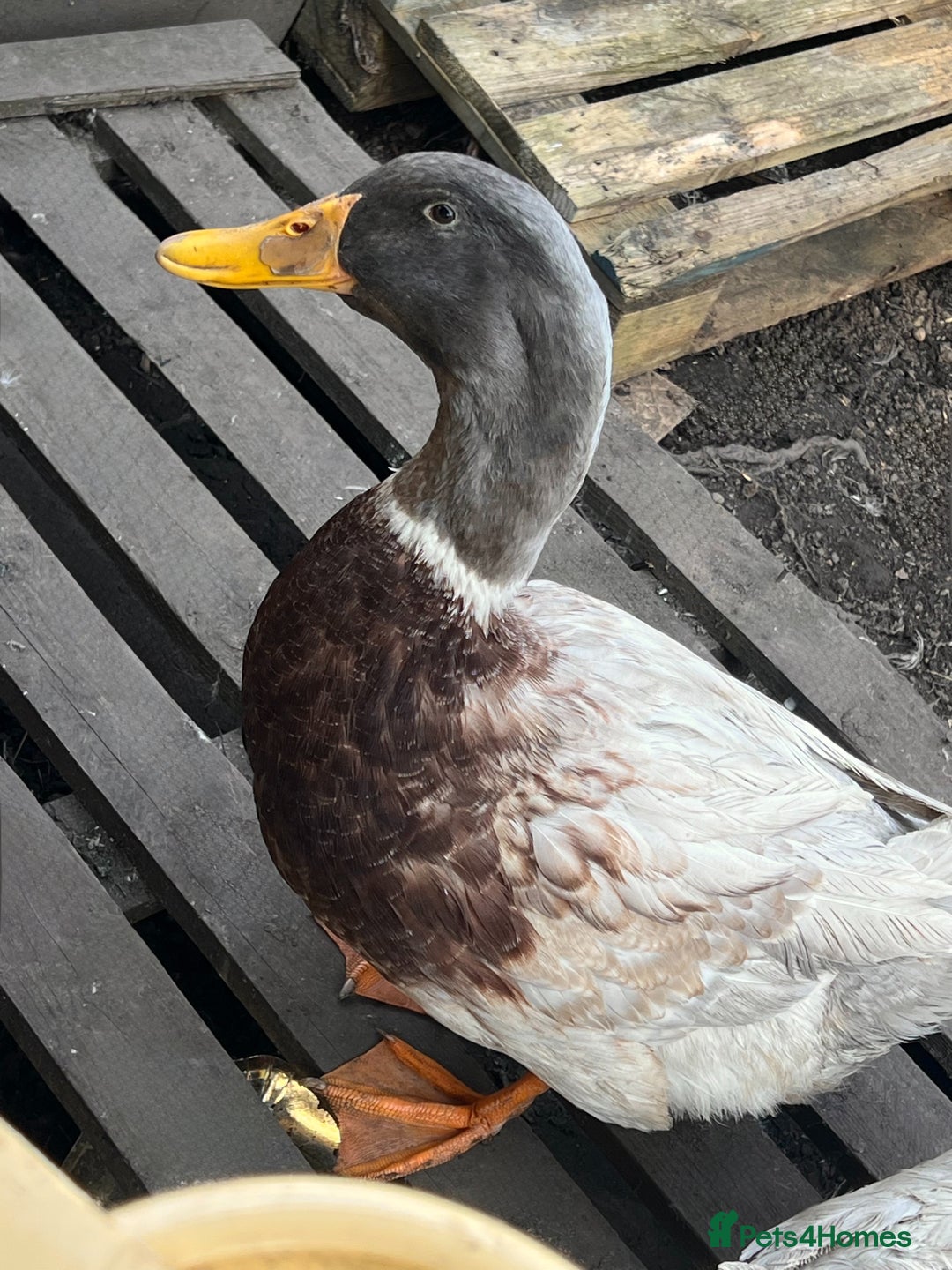 Ducks poultry for sale: Friendly Saxony duck needs new home  - Advert 1