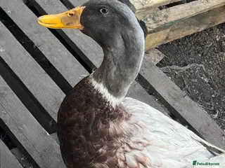 Ducks poultry Friendly Saxony duck needs new home - Advert 14