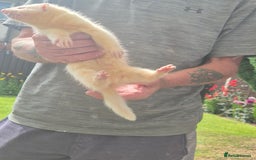 Mixed Breed livestock for sale: Ferrets for rehoming - Image 5