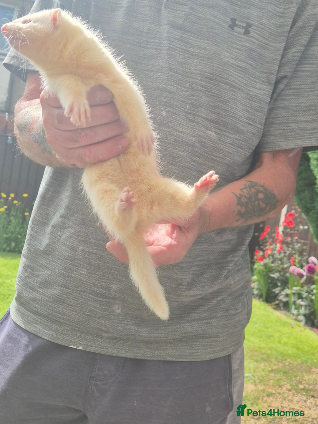 Mixed Breed livestock for sale: Ferrets for rehoming - Image 5