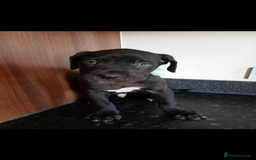 Mixed Breed dogs for sale: Great dane X Cane corso  - Image 4