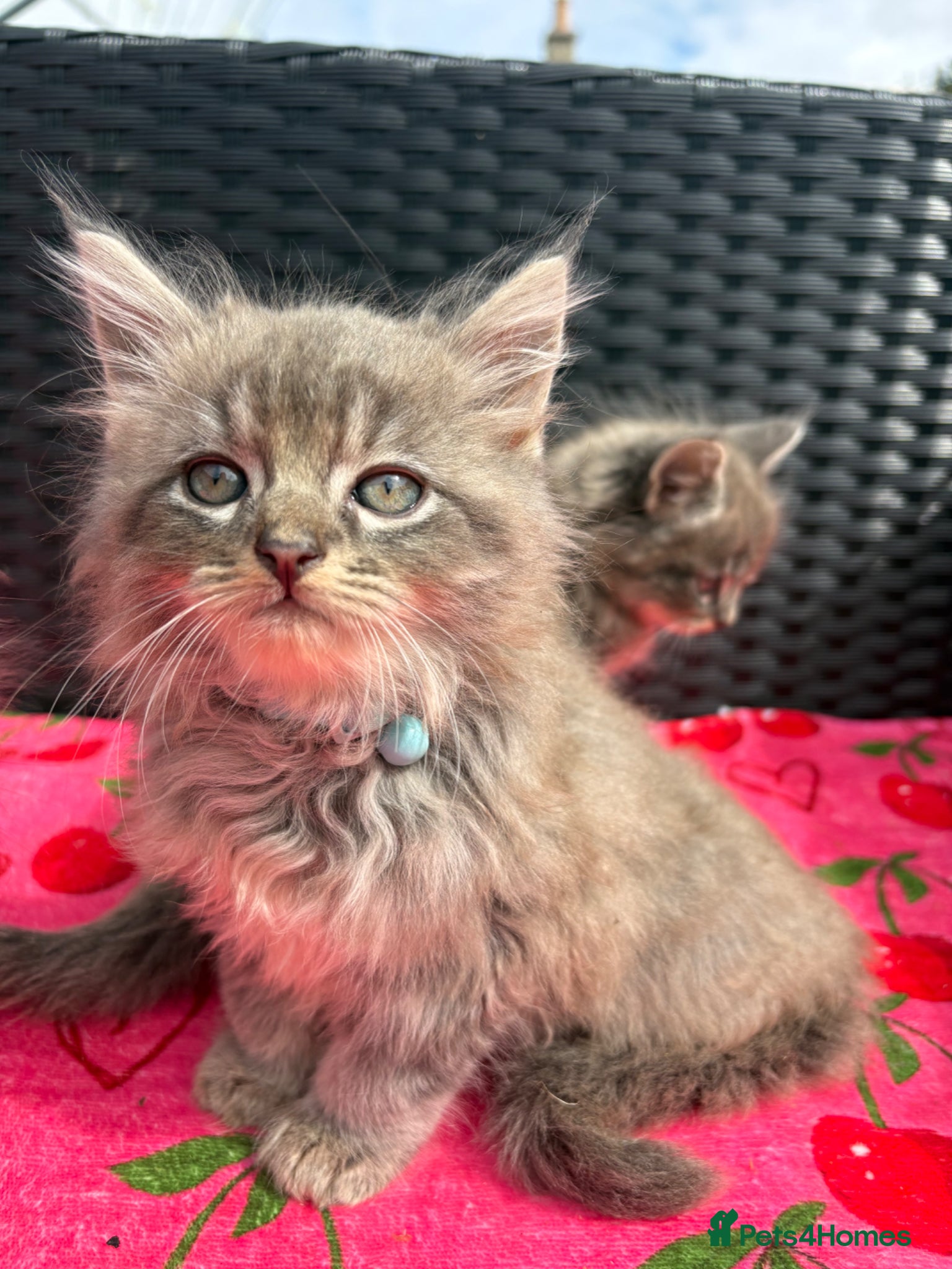 Mixed Breed Kitten 3