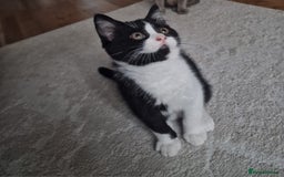 Mixed Breed cats for sale: Beautiful and very playful Male kitten 😸  - Image 4