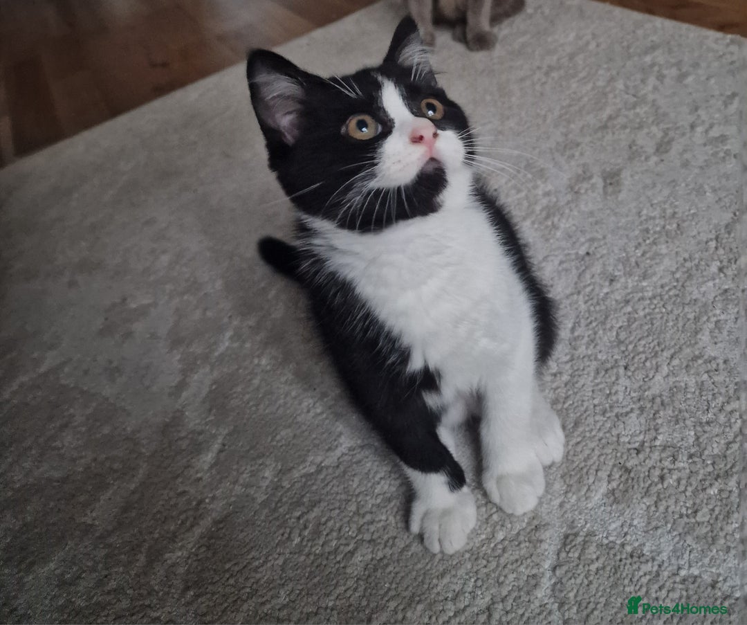 Mixed Breed cats for sale: Beautiful and very playful Male kitten 😸  - Image 4