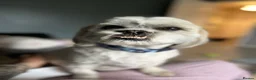 Malshi dogs for sale: Beautiful boy Rio shihtzu/maltese  - Advert 10