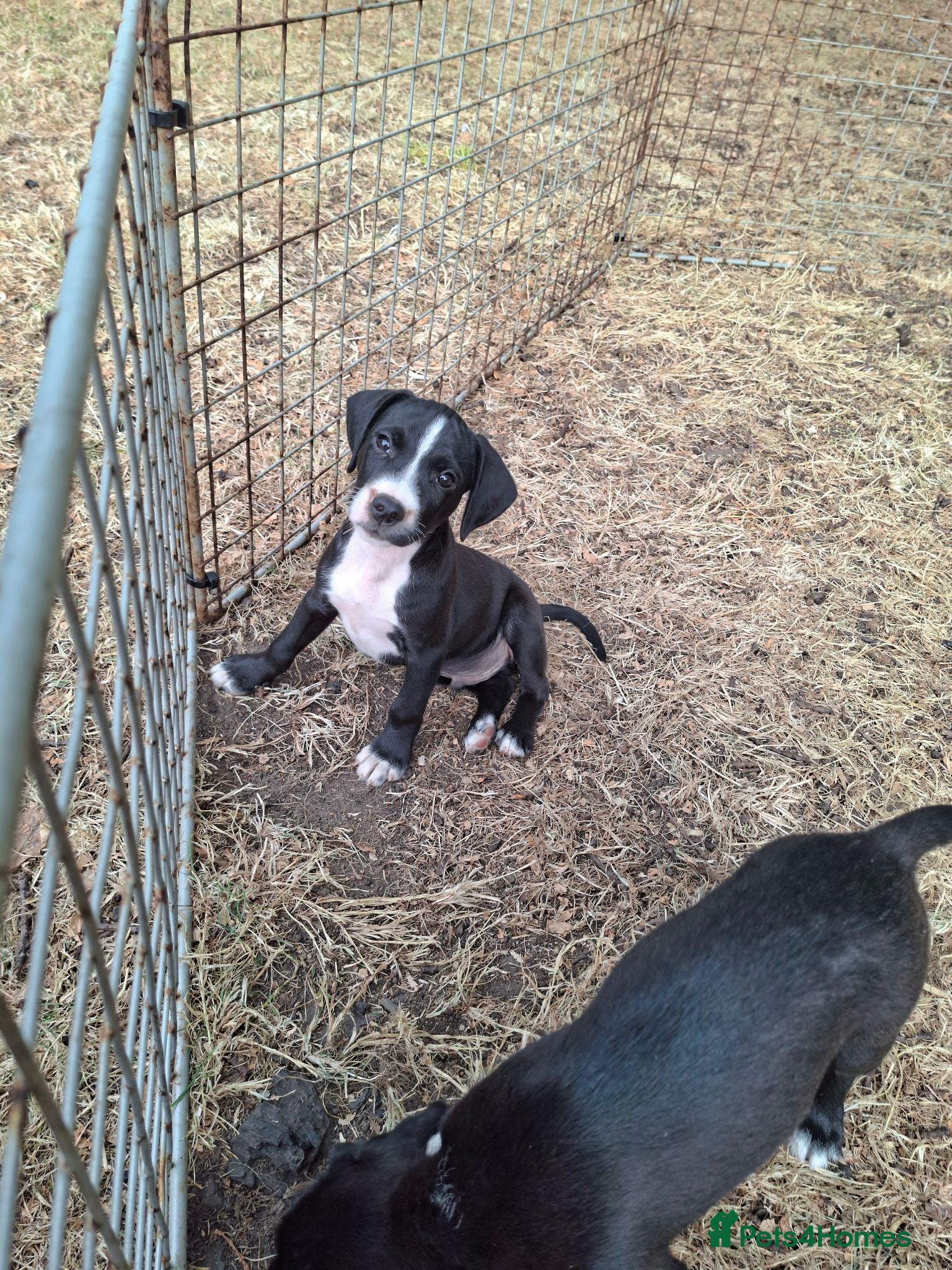 Mixed Breed dogs Cockerjack puppies - Advert 1