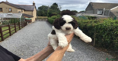 Cockapoo dogs - Advert 10
