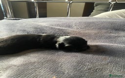 Shih Tzu dogs for sale: Shih tzus puppy for sale - Image 5