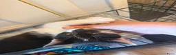 Domestic Shorthair cats for sale: 🐾 Adorable Kittens Ready for Loving Homes - Advert 6