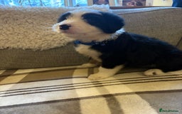 Bearded Collie dogs for sale: 💥3/4 beautiful BEARDIE BOY! 💥 - Advert 21