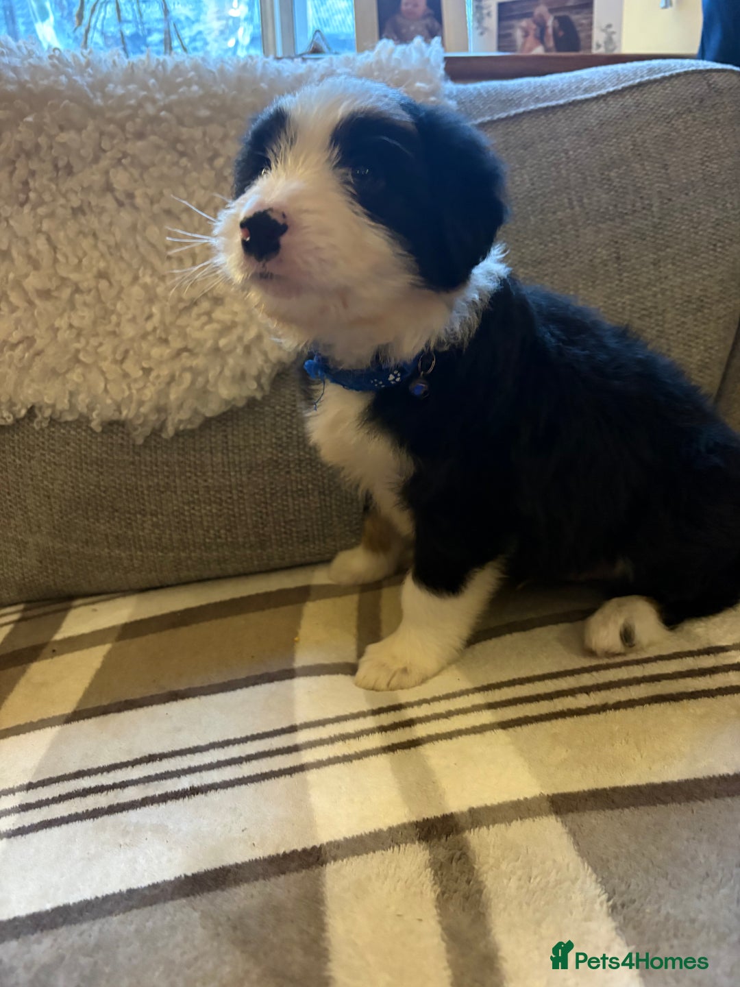 Bearded Collie dogs for sale: 💥3/4 beautiful BEARDIE BOY! 💥 - Advert 21