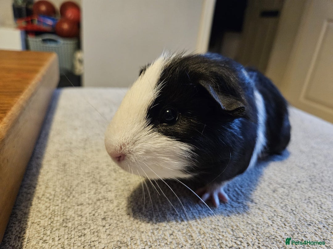 Guinea Pig rodents for sale: Baby boy Guinea pig looking for forever home.  - Image 4