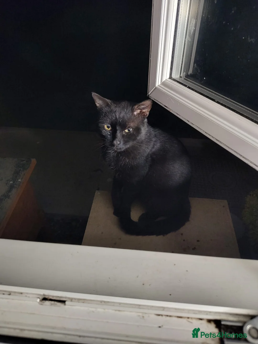 Domestic Shorthair cats for adoption: Handsome boy looking for patient forever home - Advert 2