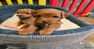Jackapoo dogs - Advert 5