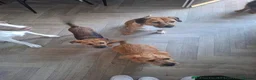 Patterjack dogs for sale: Patterjack (honey) - Advert 2