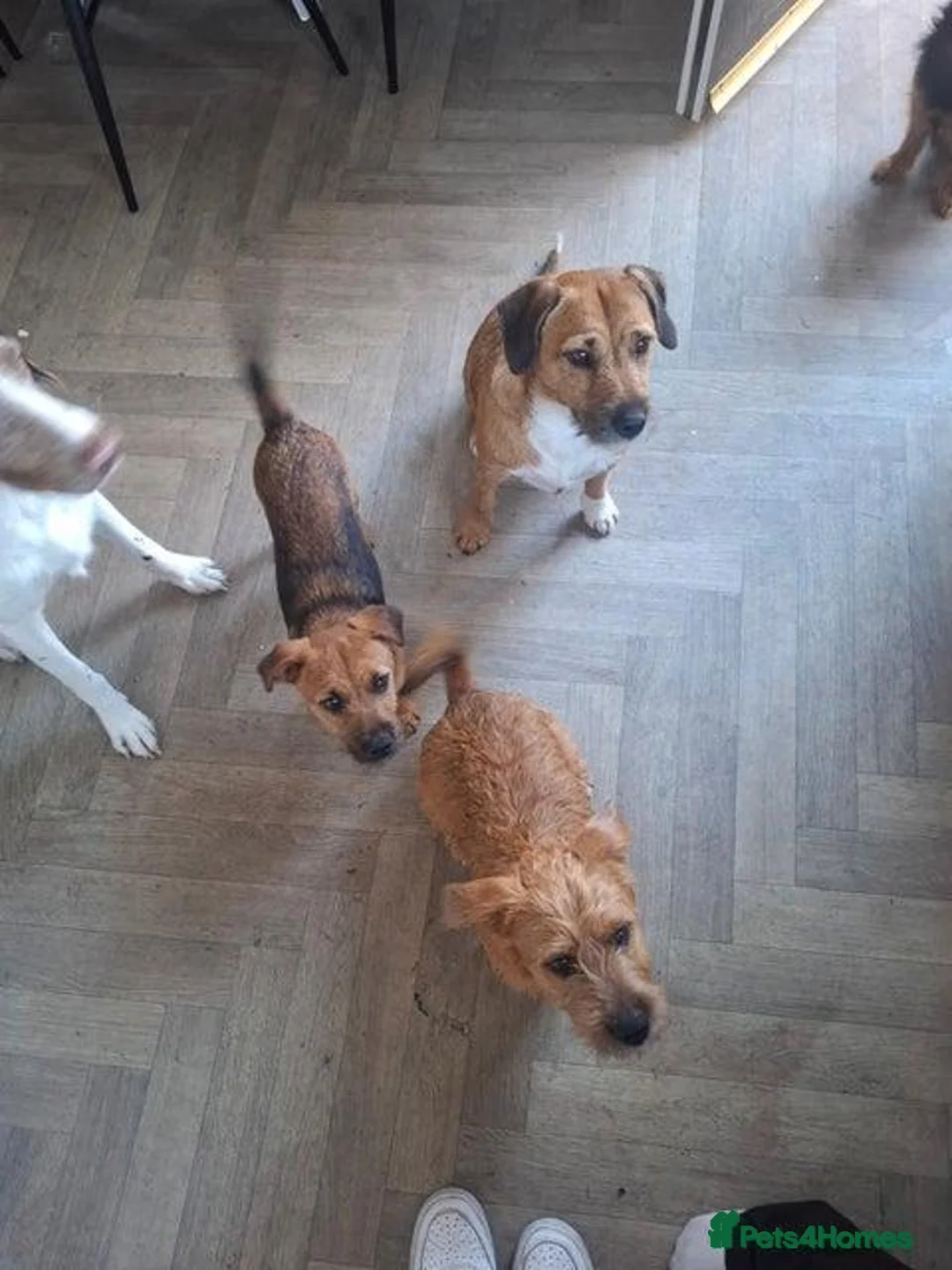 Patterjack dogs for sale: Patterjack (honey) - Advert 2