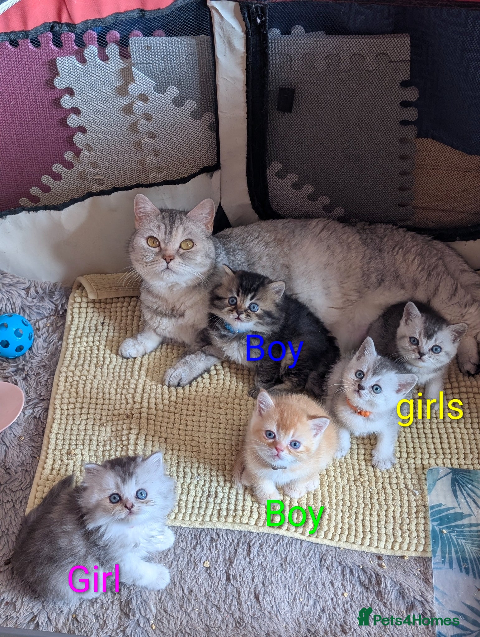 Scottish Fold cats ⭐ Scottish straight kittens  ⭐ - Advert 2