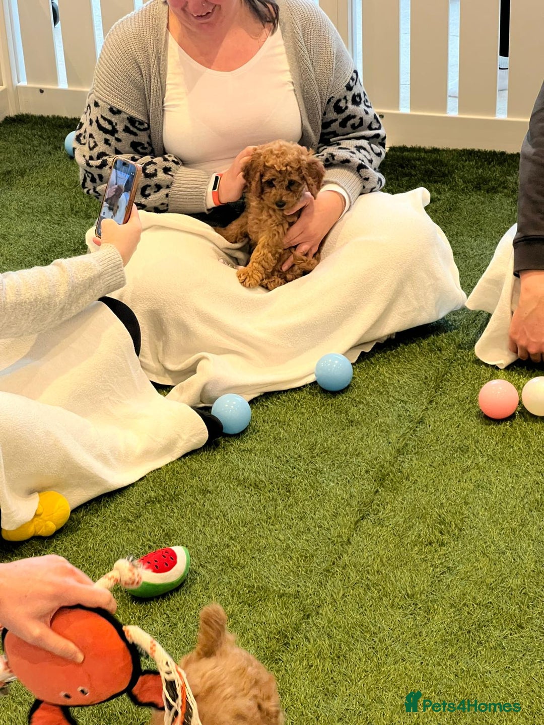 Cockapoo dogs for sale: F2 Cockerpoos Ready for their new homes. - Advert 5