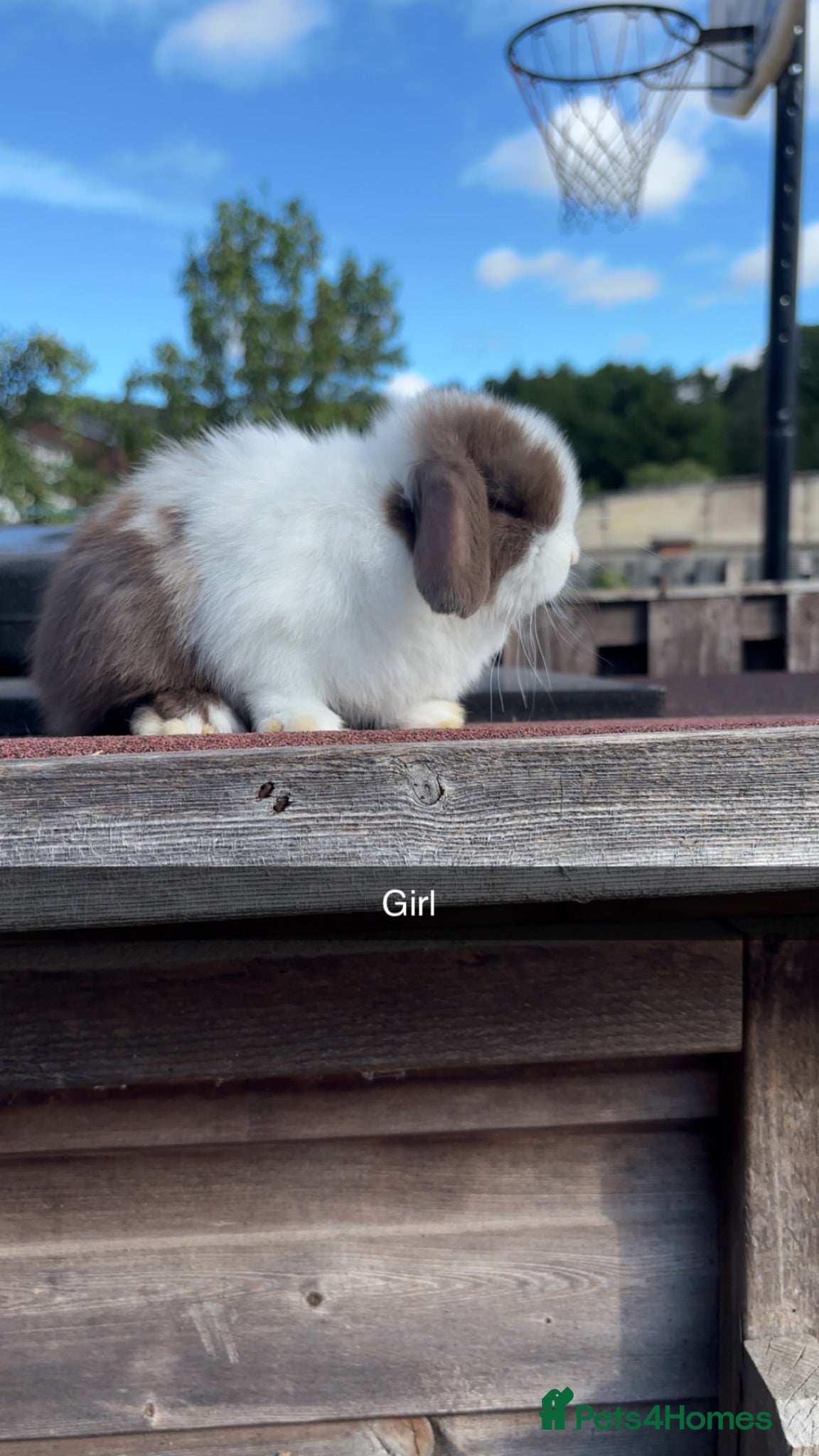 Mini Lop rabbits Mini Lop rabbits available to reserve  - Advert 2