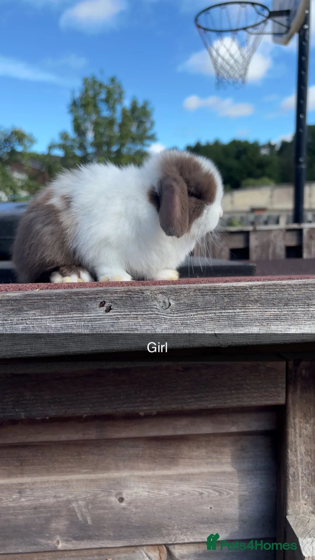 Mini Lop rabbits for sale: Mini Lop rabbits available to reserve  - Advert 2