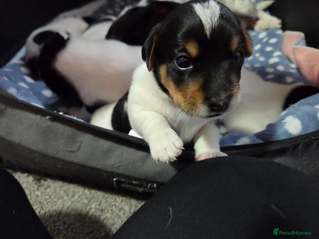 Jack Russell dogs for sale: Tricolour short legs Jack Russell  - Image 20