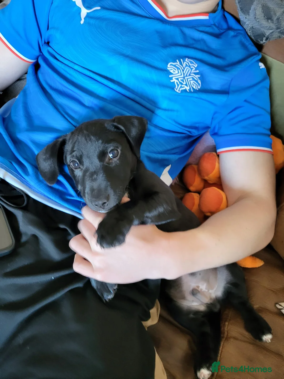 Mixed Breed dogs for sale: Ollie - Advert 4