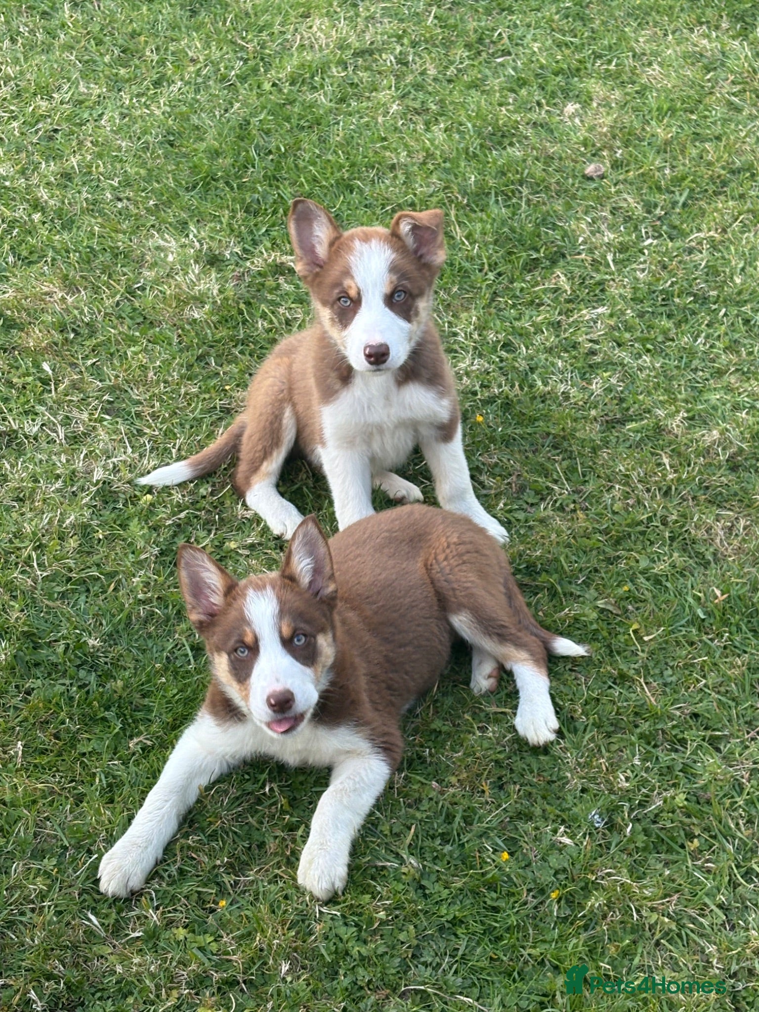 Border Collie dogs Stunning Border collie puppies ISDS reg - Advert 2