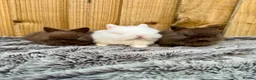 Netherland Dwarf rabbits for sale: Netherland Dwarfs for sale  - Advert 5