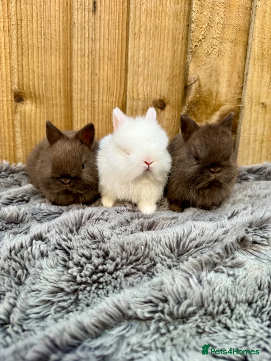 Netherland Dwarf rabbits for sale: Netherland Dwarfs for sale  - Advert 5