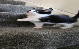 Mixed Breed cats for sale: Cutest black and white female kitten  - Image 2