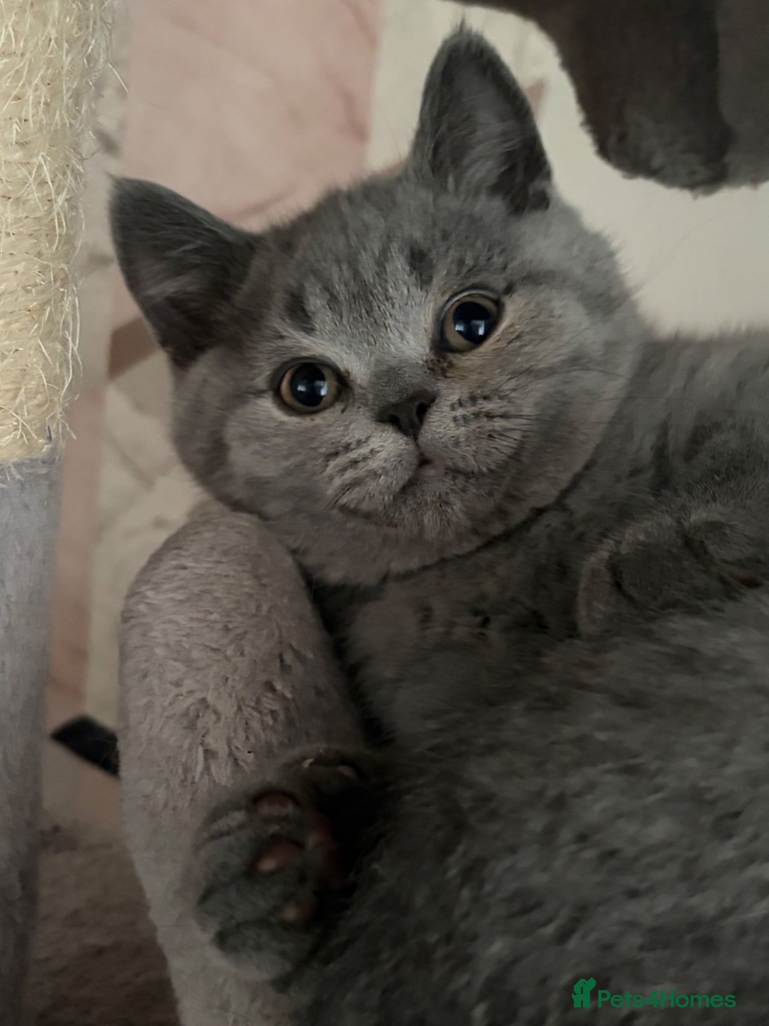 British Shorthair cats ***REDUCED*** BRITISH SHORTHAIR LAST LITTLE BOY  - Advert 3