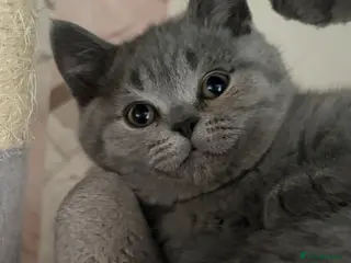 British Shorthair cats ***REDUCED*** BRITISH SHORTHAIR LAST LITTLE BOY - Advert 6