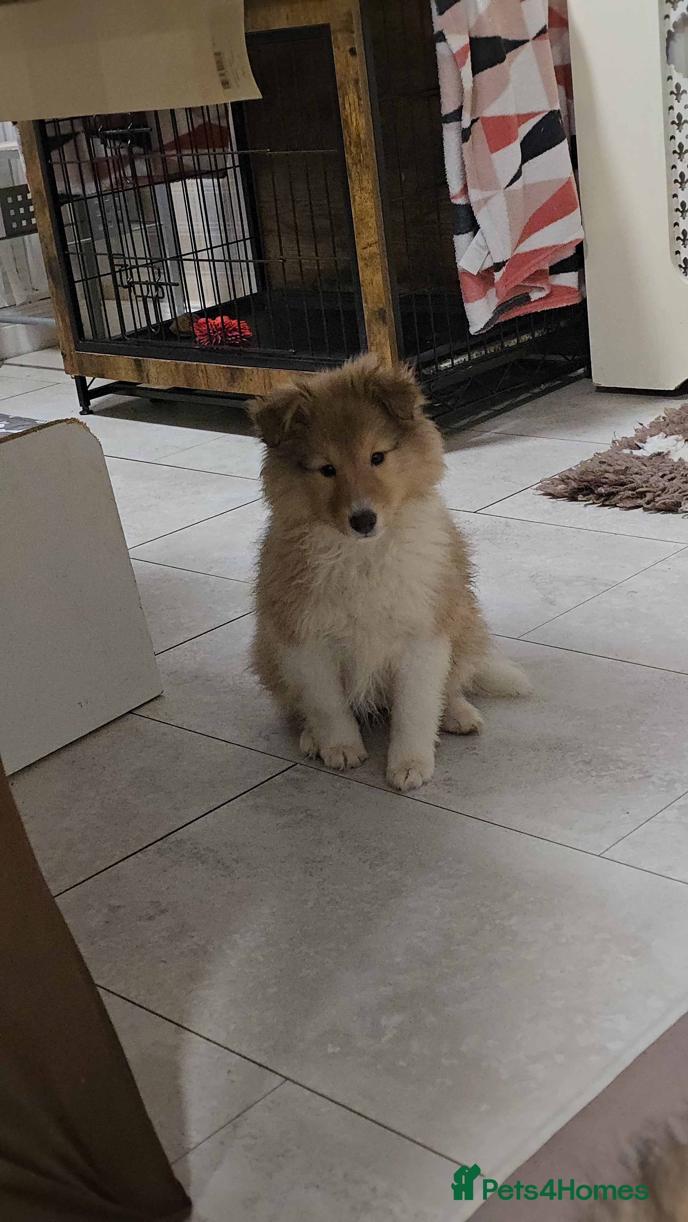 Shetland Sheepdog dogs 2 Shetland sheepdog puppy girls - Advert 13