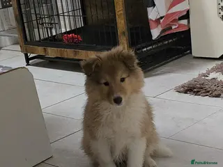 Shetland Sheepdog dogs 2 Shetland sheepdog puppy girls - Advert 2