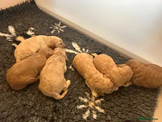 Cockapoo dogs F1 Cockapoo Puppies - Advert 4