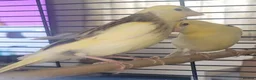 Canaries birds for sale: Beautiful Canaries 7 weeks £30 each or x4 for £110 - Advert 8
