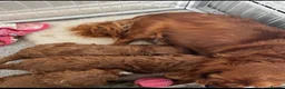Cavapoo dogs for sale: Fully Health Tested F1 Cavapoo’s  - Advert 9