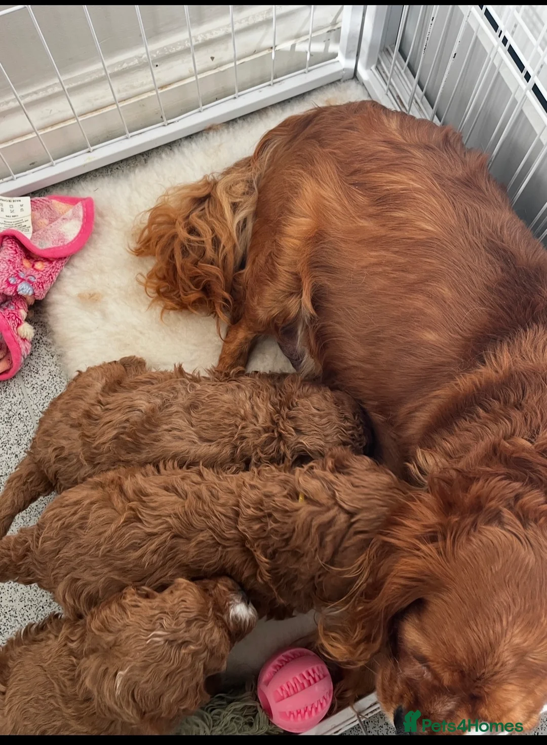 Cavapoo dogs for sale: Fully Health Tested F1 Cavapoo’s  - Advert 9