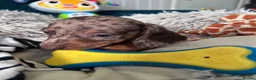 Miniature Dachshund dogs for sale: 🐾 Beautiful Miniature Dachshund Puppies  - Advert 17