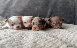 Chihuahua dogs for sale: Long hair chihuahua puppies  - Image 3
