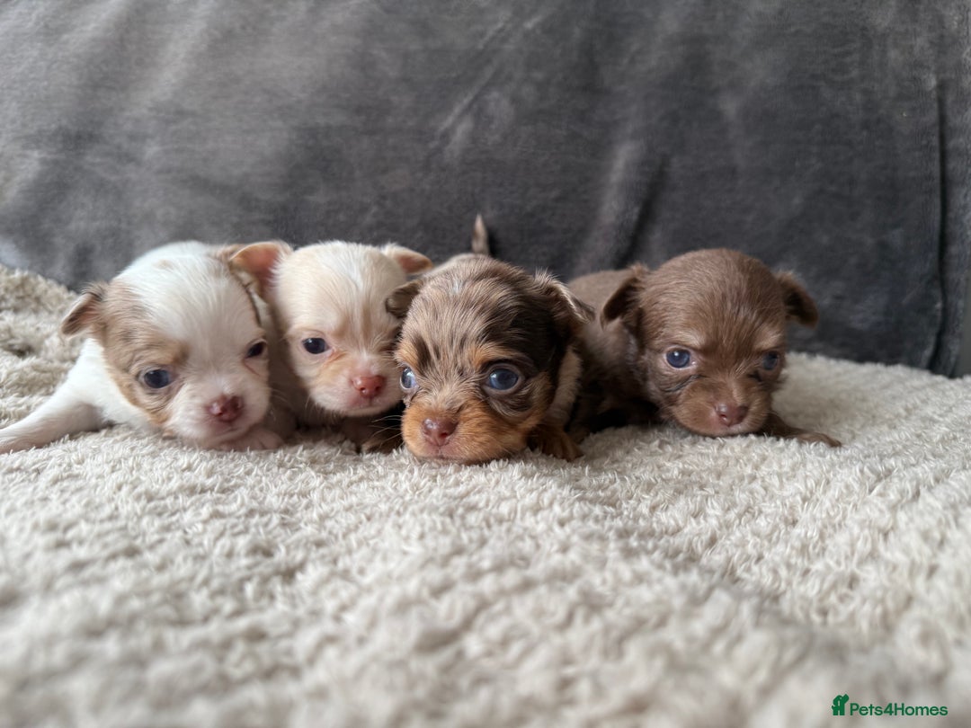 Chihuahua dogs for sale: Long hair chihuahua puppies  - Image 3