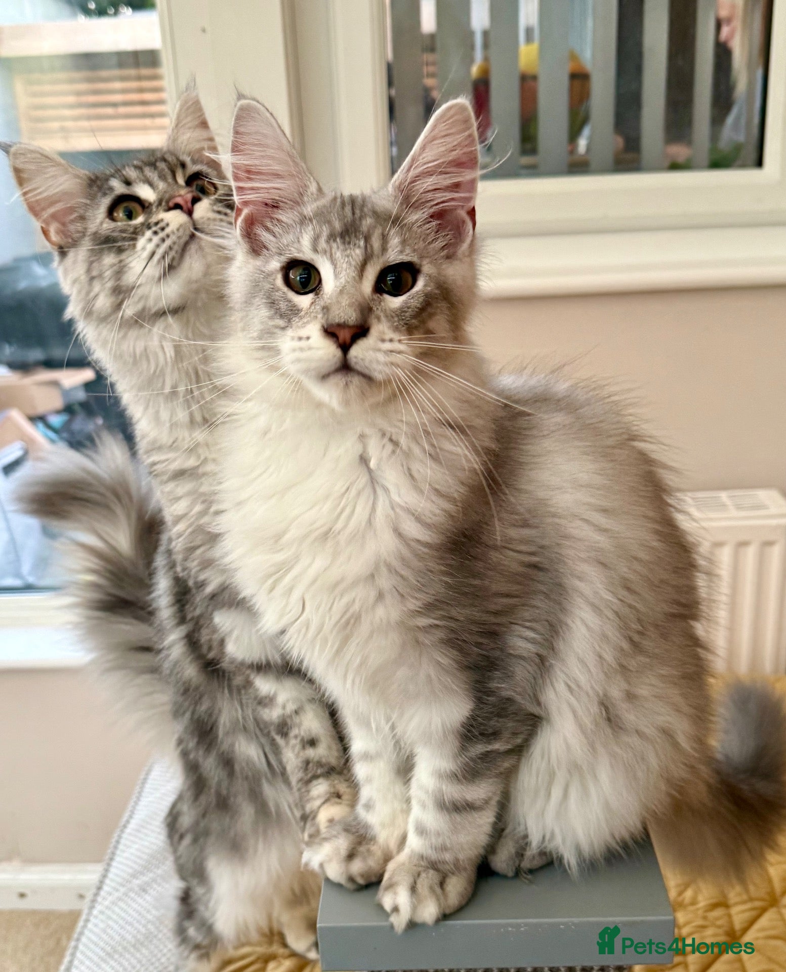 Maine Coon cats for sale: Registered with tica - Advert 21