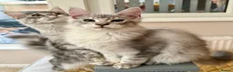 Maine Coon cats for sale: Registered with tica - Advert 4