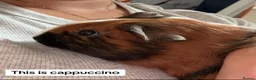 Guinea Pig rodents for sale: Beautiful Bonded Trio of Female Guinea - Advert 3