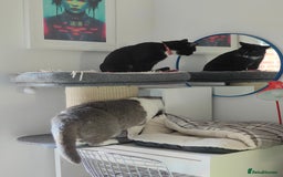 American Shorthair cats for sale: Year Old Male Tuxedo - Dwizzle - Image 8